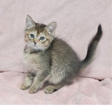 マンチカン、ソマリ【茨城県・女の子・2025年9月6日・ブラウンパッチドタビー（短毛）】の写真「元気ちゃん🥰」