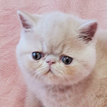 エキゾチックショートヘア【茨城県・男の子・2025年3月14日・クリームタビー】の写真「可愛い🥰」