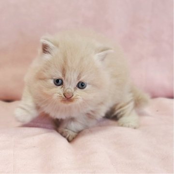 ミヌエット(長足)【茨城県・男の子・2025年10月10日・クリームタビー（ロング）】の写真「愛くるしい🥰元気くん🥰」