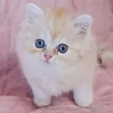 マンチカン(長足)