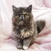 エキゾチックロングヘア