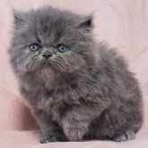 エキゾチックロングヘア