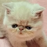 エキゾチックショートヘア