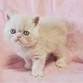エキゾチックショートヘア