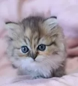 ミヌエット(長足)【茨城県・女の子・2025年7月21日・ブラウンパッチドタビー】の写真3