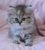 ミヌエット(長足)【茨城県・女の子・2025年7月21日・ブラウンパッチドタビー】の写真4