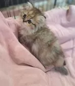 ミヌエット(長足)【茨城県・女の子・2025年7月21日・ブラウンパッチドタビー】の写真7