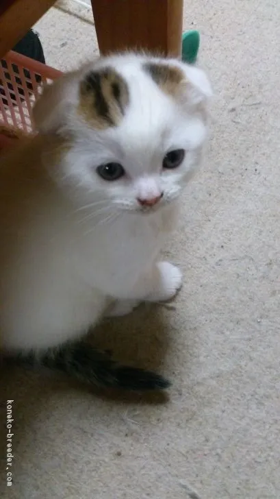 ID:1704-00241の子猫