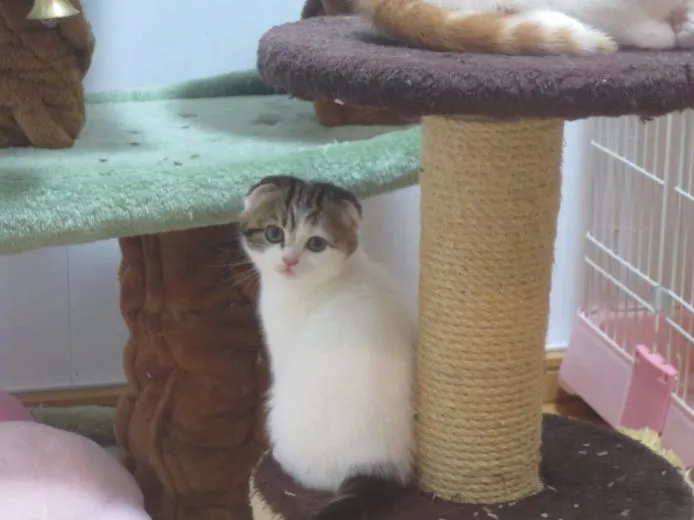 ID:1504-00053の子猫