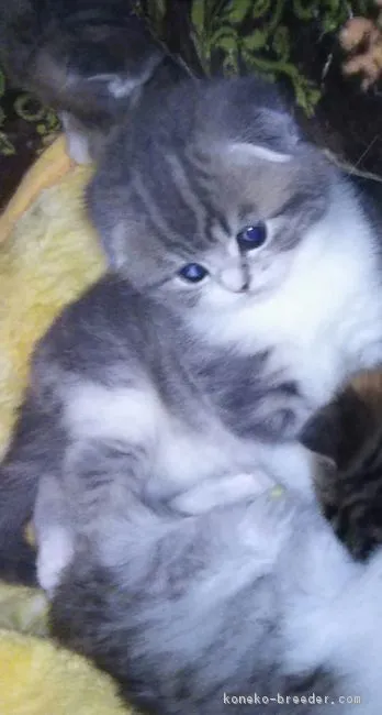 ID：1805-00826の子猫