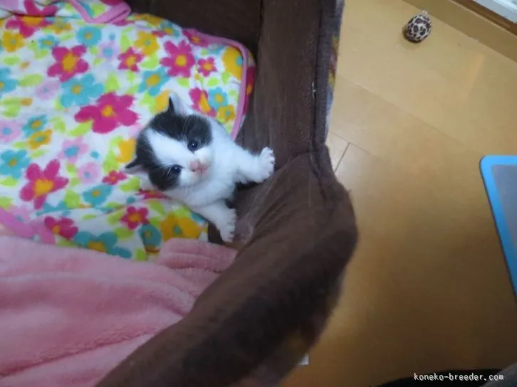 ID：1602-00219の子猫