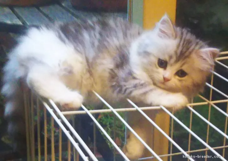 ID：2006-01987の子猫