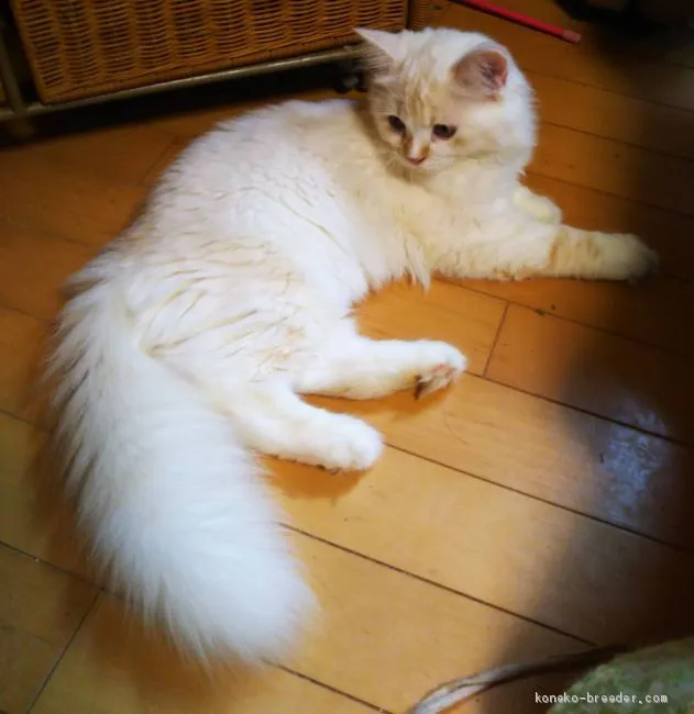 ID:2006-01977の子猫