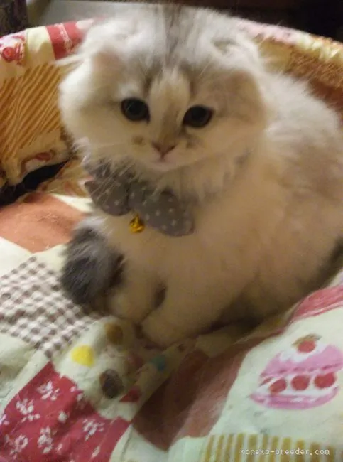ID：1805-00827の子猫
