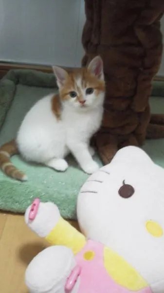 ID:1504-00047の子猫