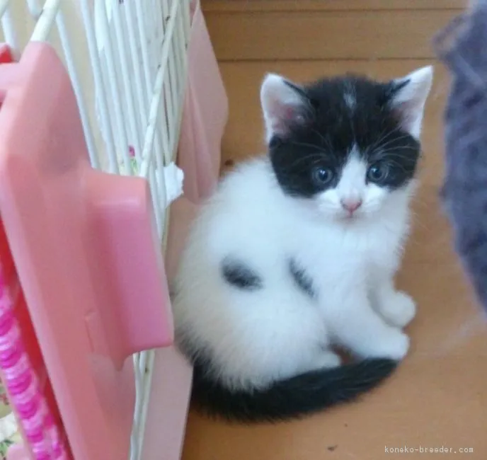 chiru chiru 様のお迎えした子猫