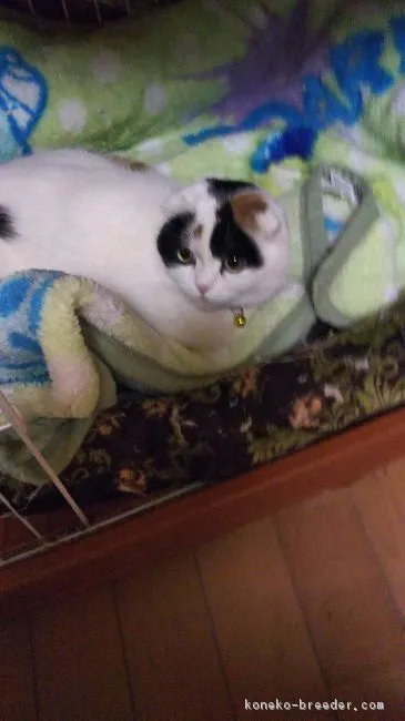 ID:1810-00374の子猫
