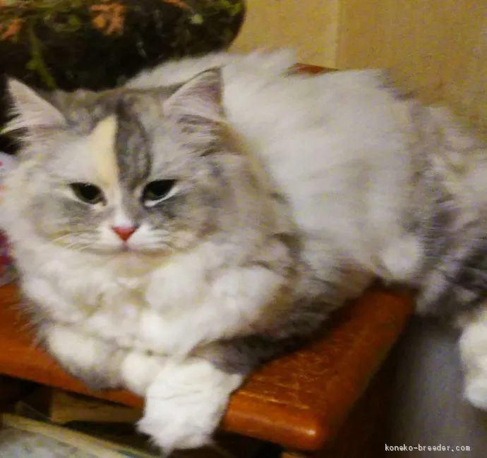 ID:1906-00233の子猫