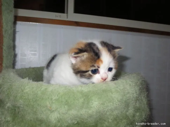 ビンゴ 様のお迎えした子猫