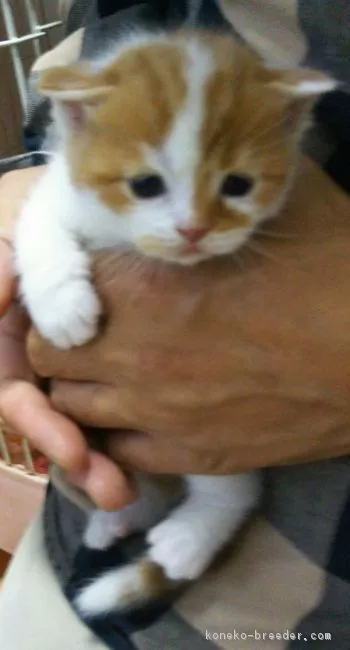 アルル 様のお迎えした子猫