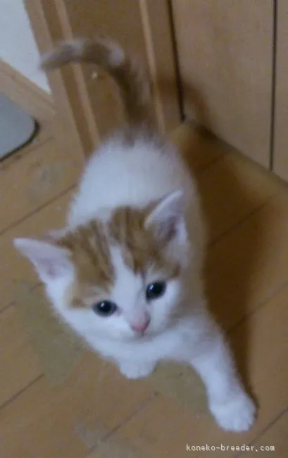 ID：1704-00242の子猫