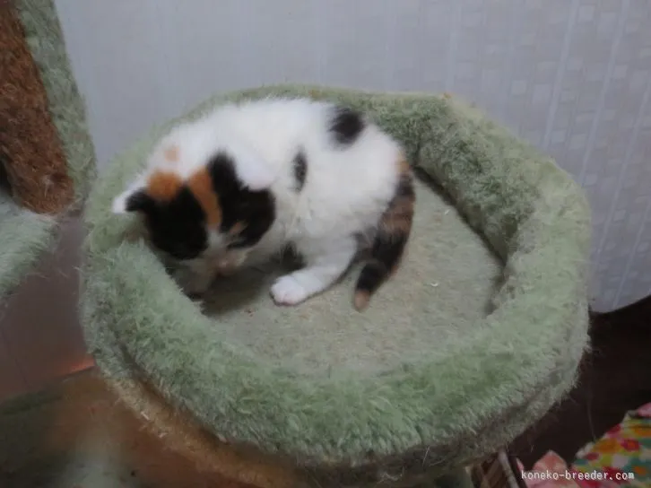 ID:1602-00218の子猫