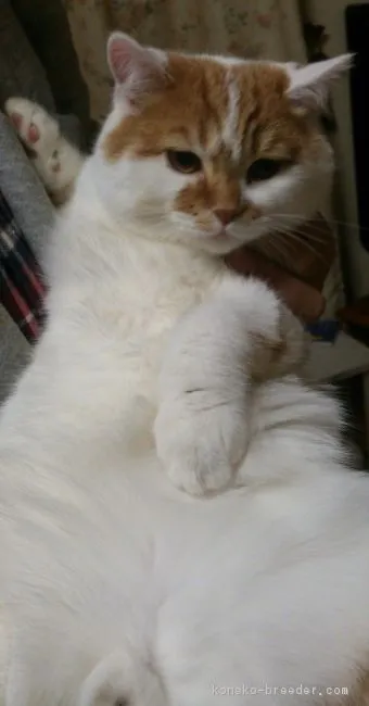 ID：1608-00610の子猫