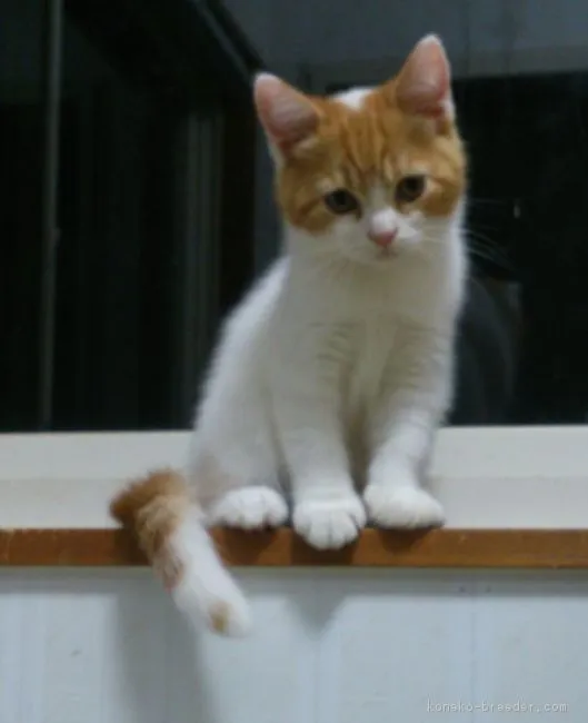 ID：1608-00735の子猫