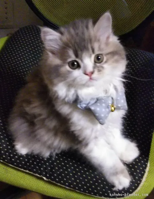 ID：1805-00825の子猫