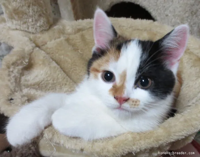 ID:1510-00063の子猫