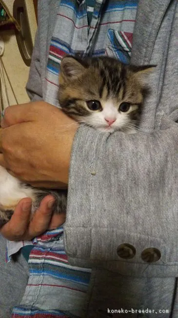 ID：1805-00828の子猫