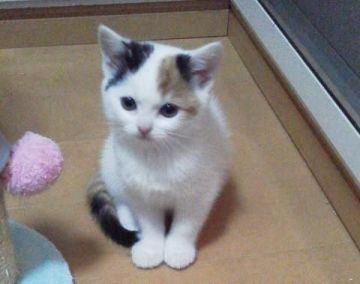 スコティッシュフォールド【宮城県・女の子・2015年2月3日・キャリコ・バンホワイト(立ち耳)】の写真「とっても美人な子が生まれました」