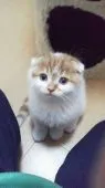 スコティッシュフォールド【宮城県・男の子・2015年2月3日・レッドタビー&ホワイト(折れ耳)】の写真1