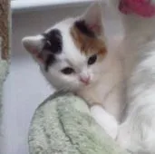 スコティッシュフォールド【宮城県・女の子・2015年2月3日・キャリコ・バンホワイト(立ち耳)】の写真2