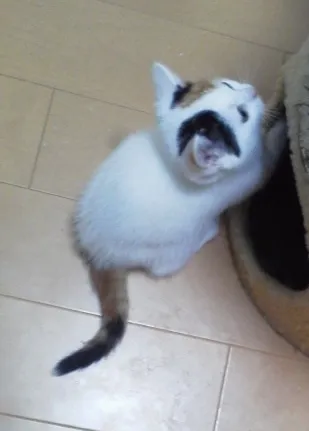 スコティッシュフォールド【宮城県・女の子・2015年2月3日・キャリコ・バンホワイト(立ち耳)】の写真3