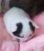 スコティッシュフォールド(折れ耳)【宮城県・女の子・2017年8月17日・ブラック&ホワイトバン】の写真3