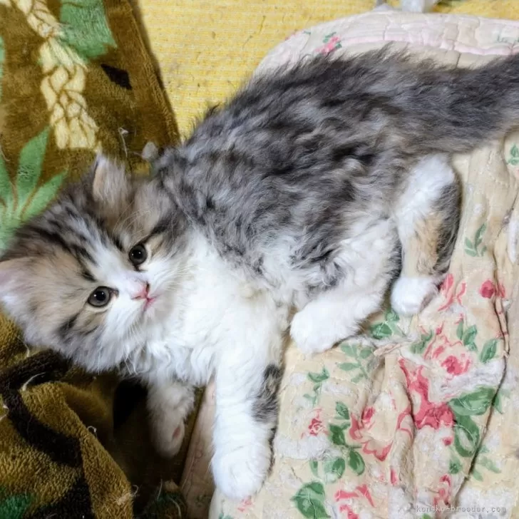 ID:2502-00475の子猫