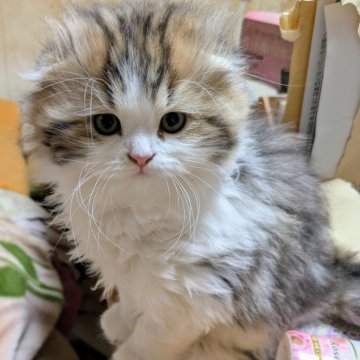 チンチラペルシャ×スコティッシュホールド【宮城県・男の子・2024年12月21日・ブラウンダービーホワイト（セミロング）】の写真「性格も穏やかで、甘えん坊」