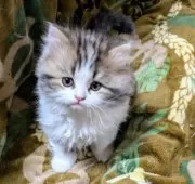 チンチラペルシャ×スコティッシュホールド【宮城県・男の子・2024年12月23日・ブラウンダービーホワイト】の写真2