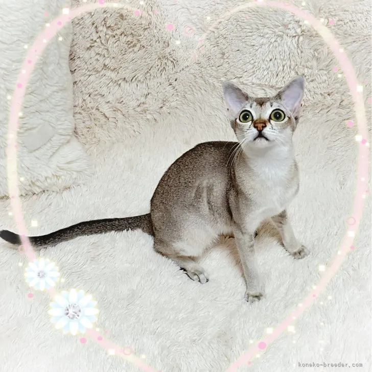 ID：2307-00344の子猫