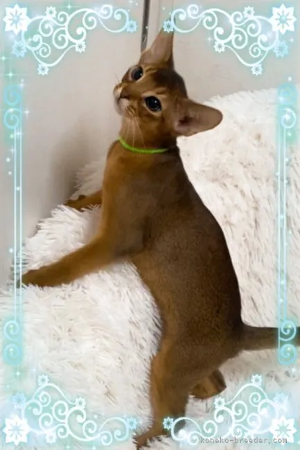 ID：2204-00029の子猫