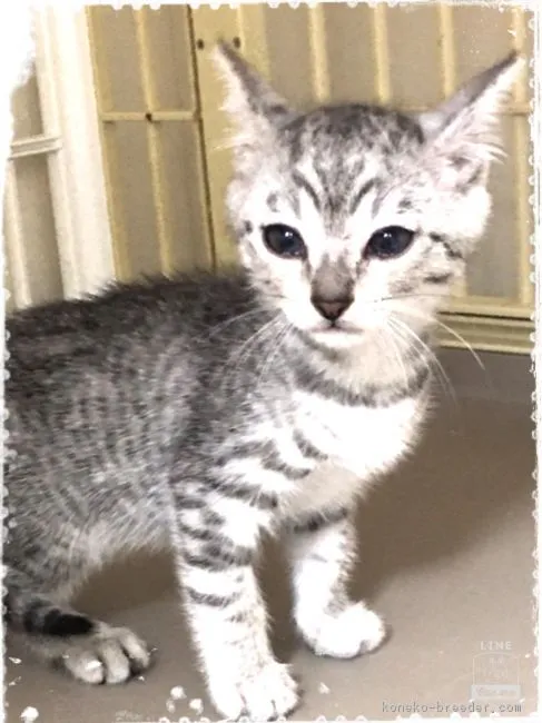 ID：1609-00461の子猫