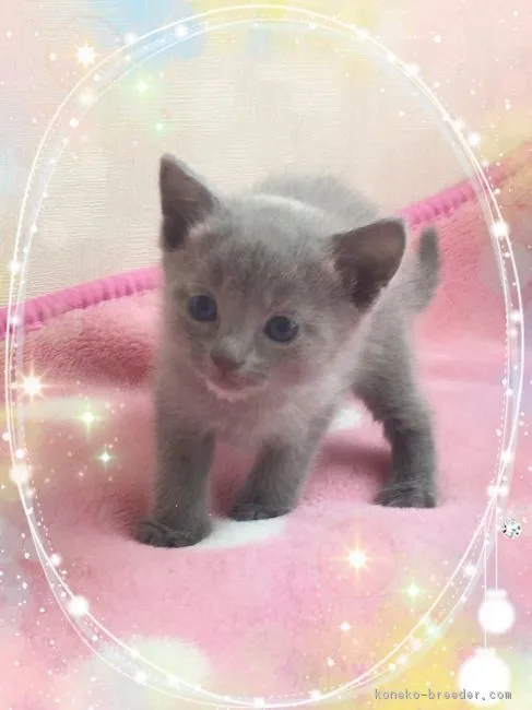 ID:1801-00930の子猫