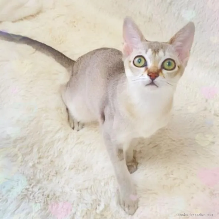 ID：2301-01285の子猫