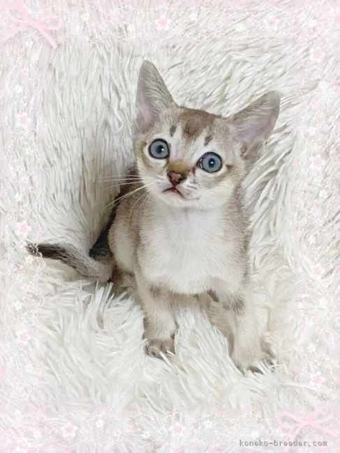 ID:2105-00917の子猫