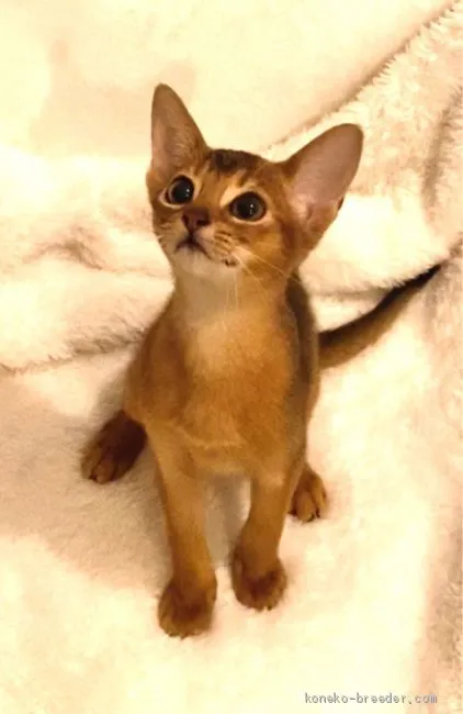 ID:1910-00512の子猫