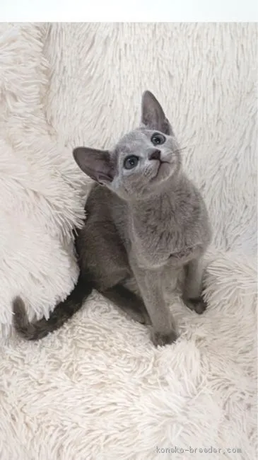 ID：2102-00988の子猫