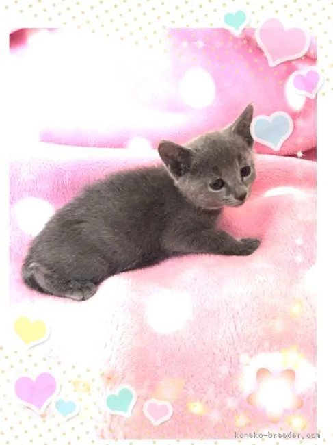 ID:1612-00751の子猫