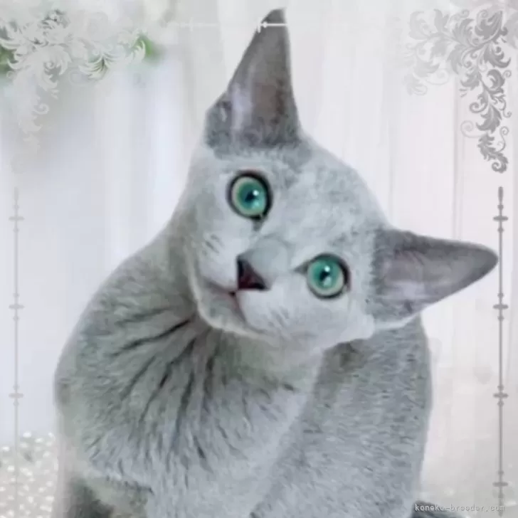 H.S 様のお迎えした子猫