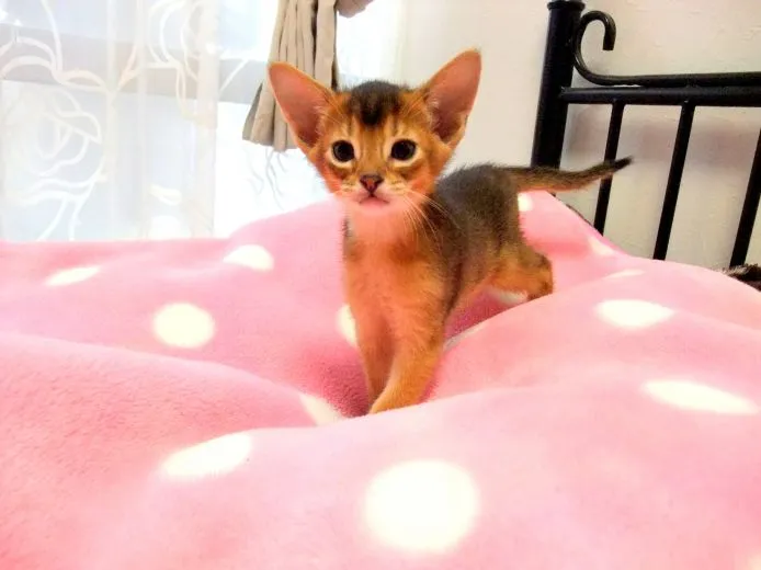 ID:1412-00189の子猫